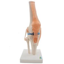 Anatomical knee joint for sale  Shipping to Ireland