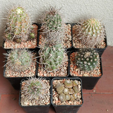 Lotto copiapoa cinerea usato  Modena