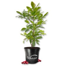 Miracle fruit tree for sale  USA