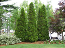 American arborvitae white for sale  Elko