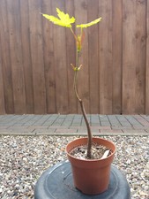 Bergahorn pre bonsai gebraucht kaufen  Mölln