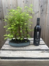 Bonsai tree large for sale  PERSHORE