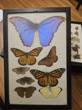 Vintage mounted large for sale  Sheboygan