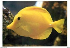 Animals fish aquarium d'occasion  Expédié en Belgium