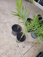 Triangle palms ships for sale  Bokeelia
