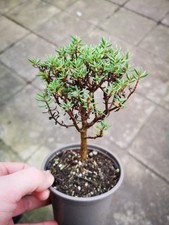 Crassula sarcocaulis hardy for sale  GLASGOW