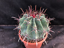Ferocactus horridus cactus usato  Massafra