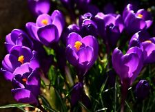 10x large flowering for sale  CRAWLEY