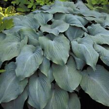 Hosta blue angel for sale  Oak Creek