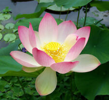 Samen lotus nelumbo gebraucht kaufen  Calw
