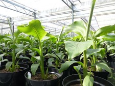 Stück bananenstaude musa gebraucht kaufen  Goch