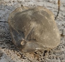 Bulus brachiopode trias gebraucht kaufen  Rosenberg