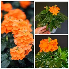 Crosandra infundibuliformis. f for sale  NOTTINGHAM