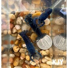 Inch male electric for sale  Crystal River