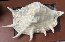 Large stunning beautiful for sale  LONDON