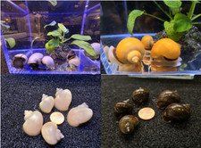 Mystery snails mix for sale  Washington