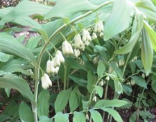 True solomon seal for sale  Parsons