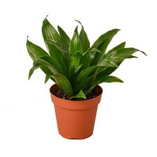 Dracaena janet craig for sale  Marshall