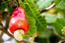 Cashew tree seeds for sale  Russell