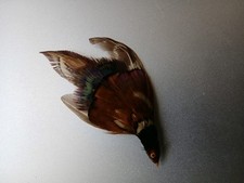 Real scottish plume for sale  CHELTENHAM