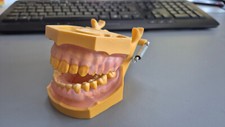 Dental anatomie gebiß gebraucht kaufen  Wurmlingen