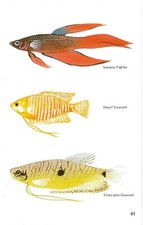 Vintage exotic fish for sale  DERBY