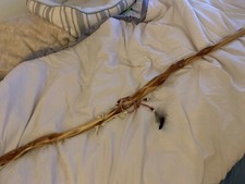 Rare diamond willow for sale  San Bernardino