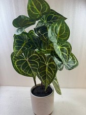 Briful 55cm tall for sale  COVENTRY