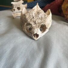 Snapping turtle skull for sale  Sugar Grove