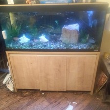 Fluval 175l aquarium for sale  BRENTWOOD