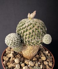 Cactus caudex pelecyphora d'occasion  Aire-sur-l'Adour