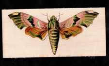 Butterflies moths large for sale  UK