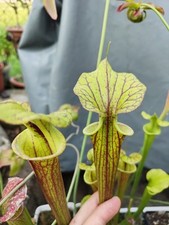 Sarracenia flava car usato  Cittadella