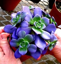 Succulent ss0070 living for sale  Marietta