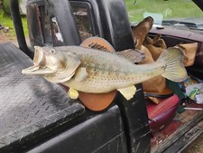 Vintage large mouth for sale  Oneida