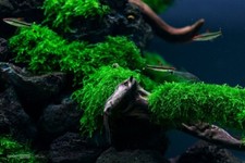 Weeping moss cup for sale  Englishtown