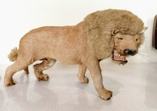 taxidermy lion for sale  Dallas