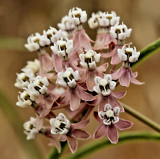 000 asclepias fascicularis for sale  Portland
