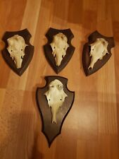 Geweihhalter metall geweih gebraucht kaufen Geweihhalter metall geweih gebraucht kaufen  Ibbenbüren