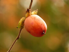 Haw river persimmon for sale  Hightstown