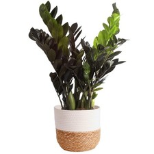 Raven plant easy for sale  Brentwood