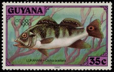 Guyana 317l peacock d'occasion  Expédié en Belgium