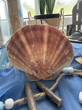 Jacobsmuschel flach maritim gebraucht kaufen  Jünkerath