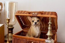 Dog sitting chihuahua d'occasion  Expédié en Belgium