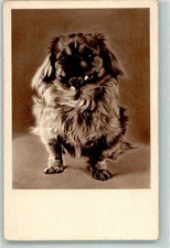 39740392 pekinese gebraucht kaufen 39740392 pekinese gebraucht kaufen  Eimeldingen