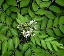 Curry leaf seeds for sale  Granite Bay