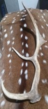 Fallow deer shed for sale  Kyle