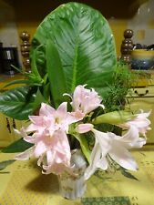 Lot 3beaux oignons d'occasion  Saint-Cyprien