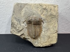 Amazing large cambrian for sale  San Jose