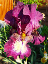 Iris attention please gebraucht kaufen  Neustadt a.d.Waldnaab